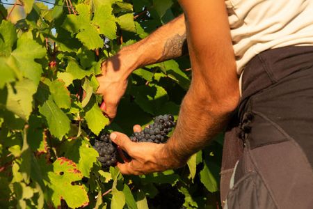 5. Our flavors and expertise 